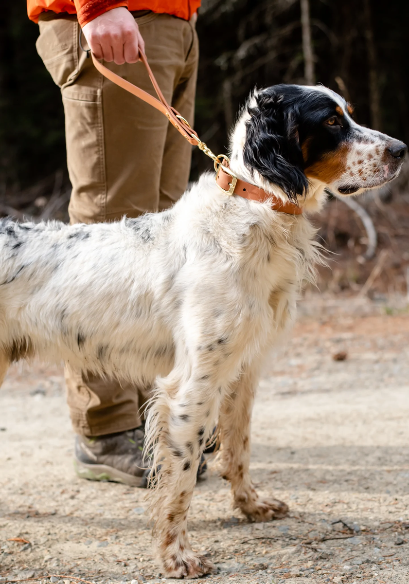 Dog leash with traffic handle best sale