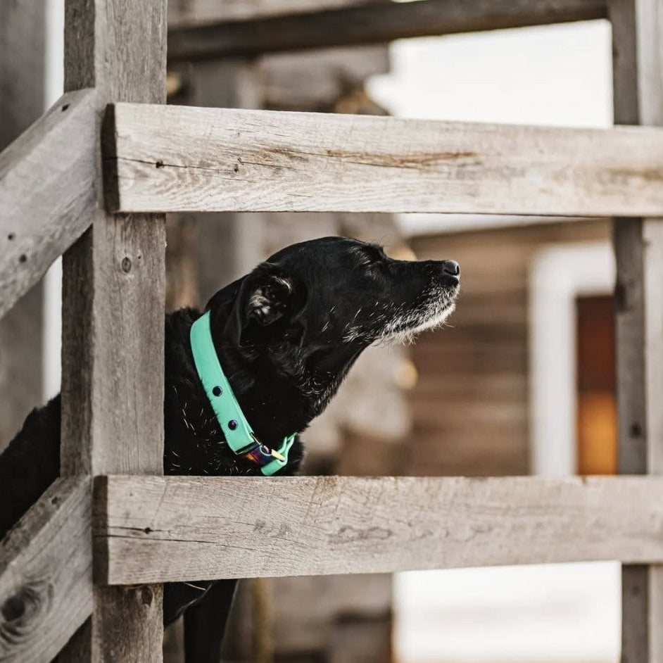 Quick Release Buckle Collar