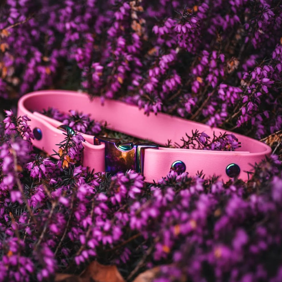 Quick Release Buckle Collar