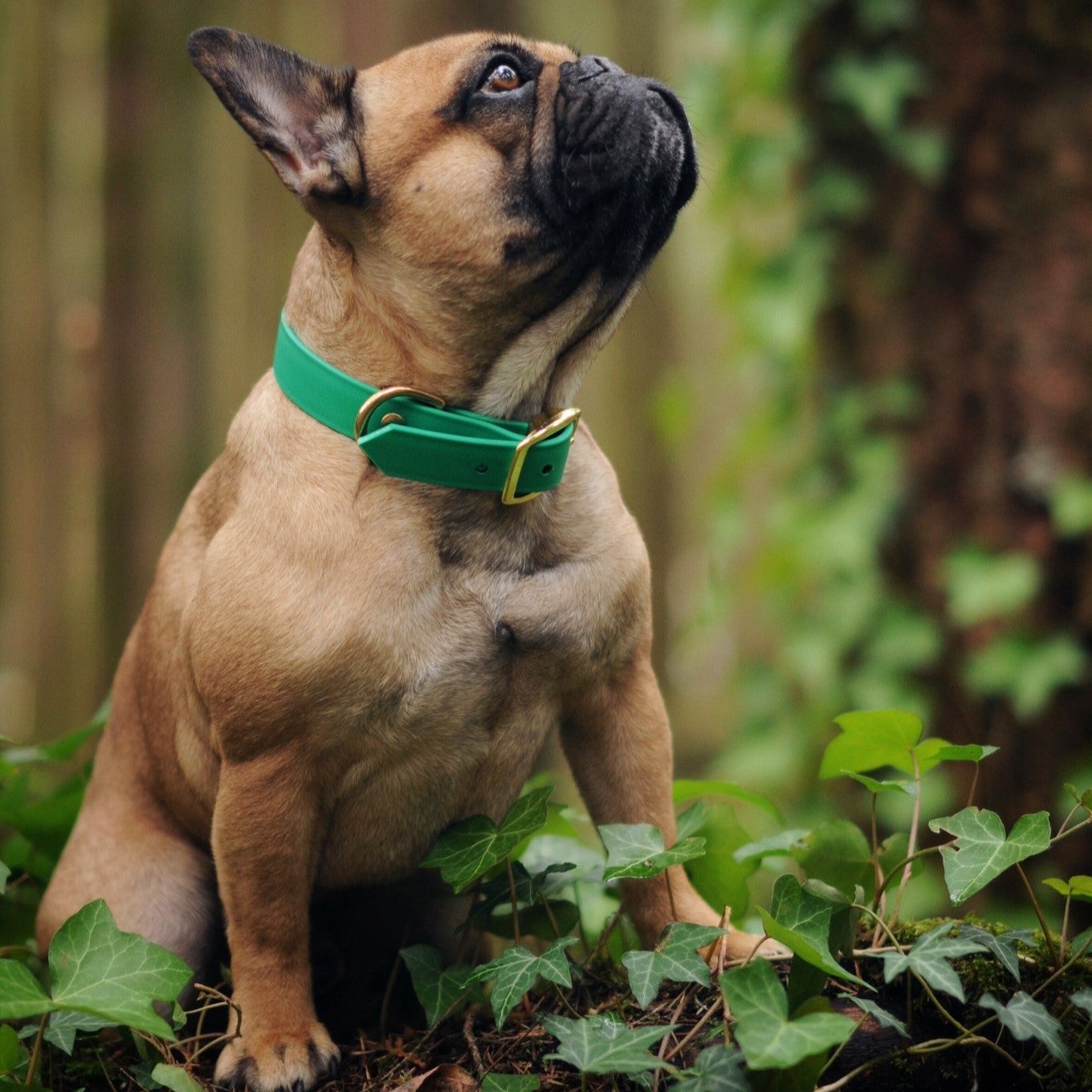 Two Classic Buckle Collars Package