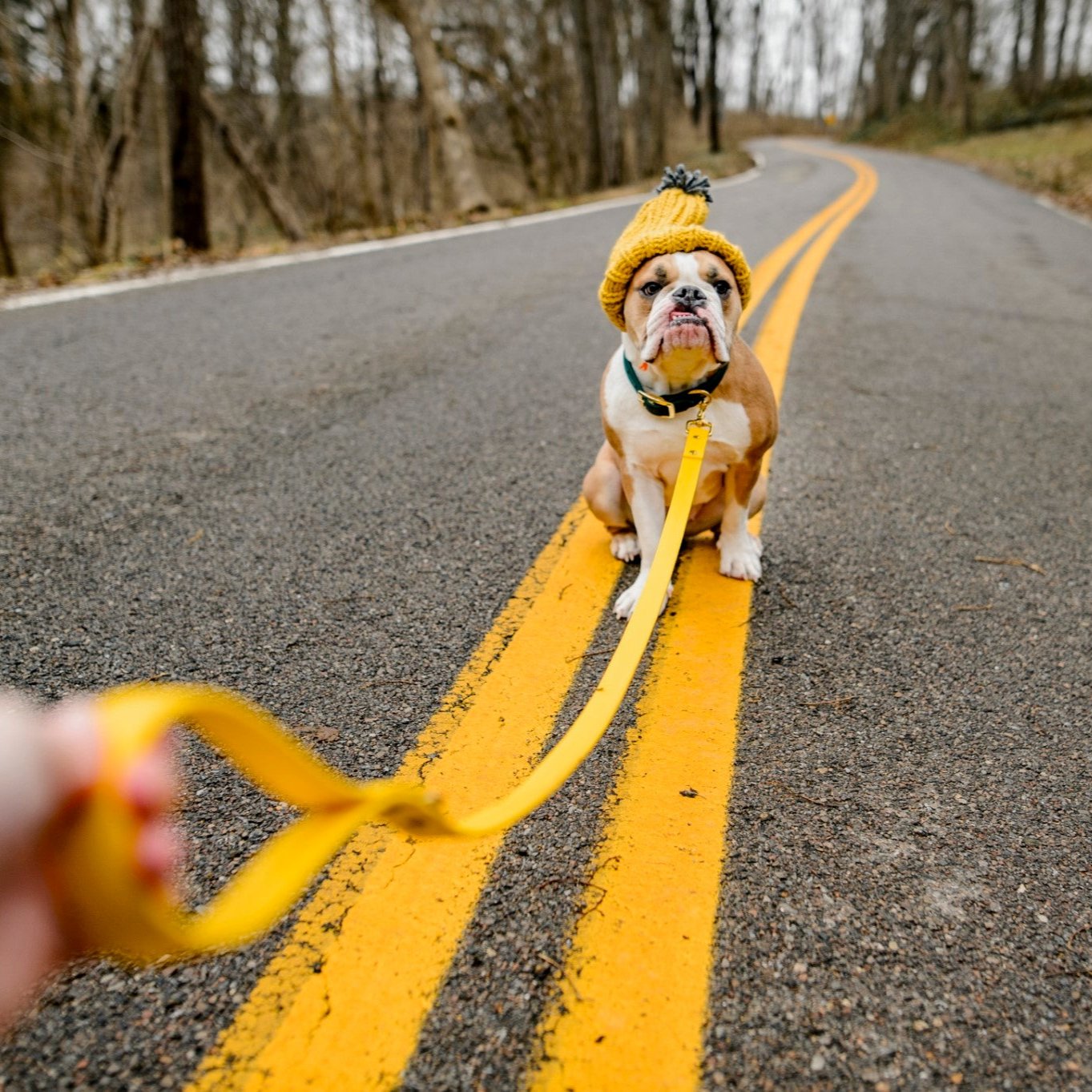 Classic Buckle Collar and Leash Package