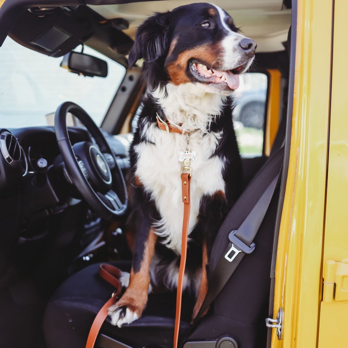 Classic Buckle Collar and Leash Package