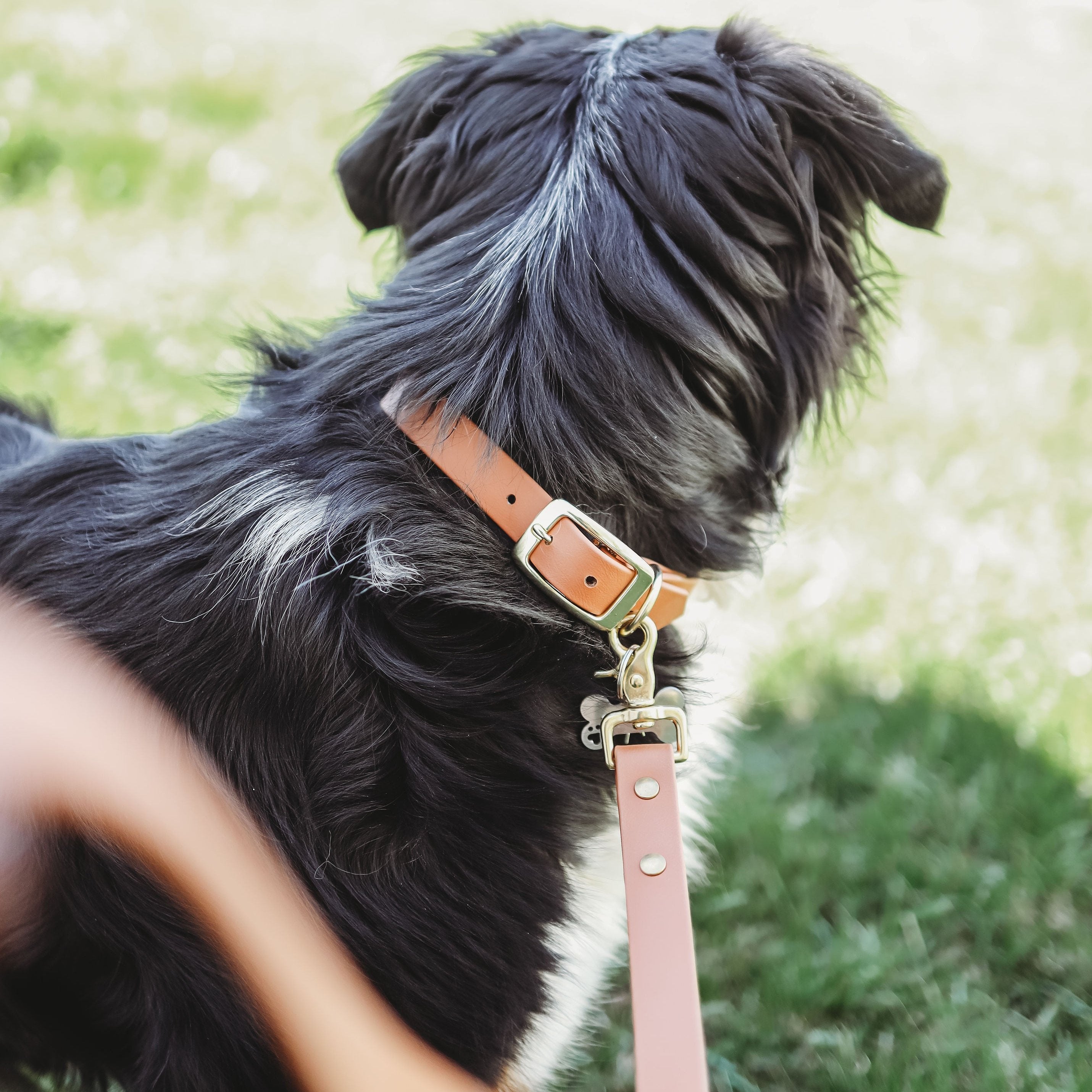 Classic Buckle Collar and Leash Package