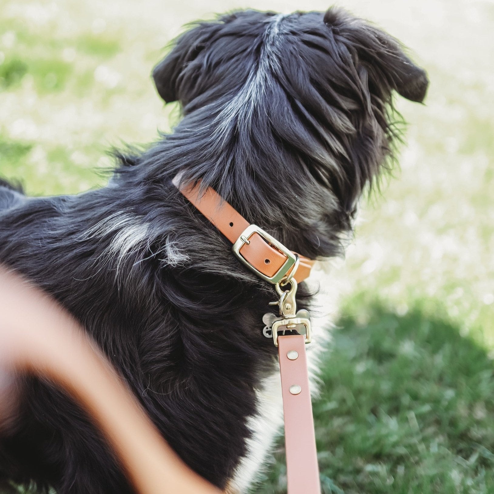 Two Classic Buckle Collars Package