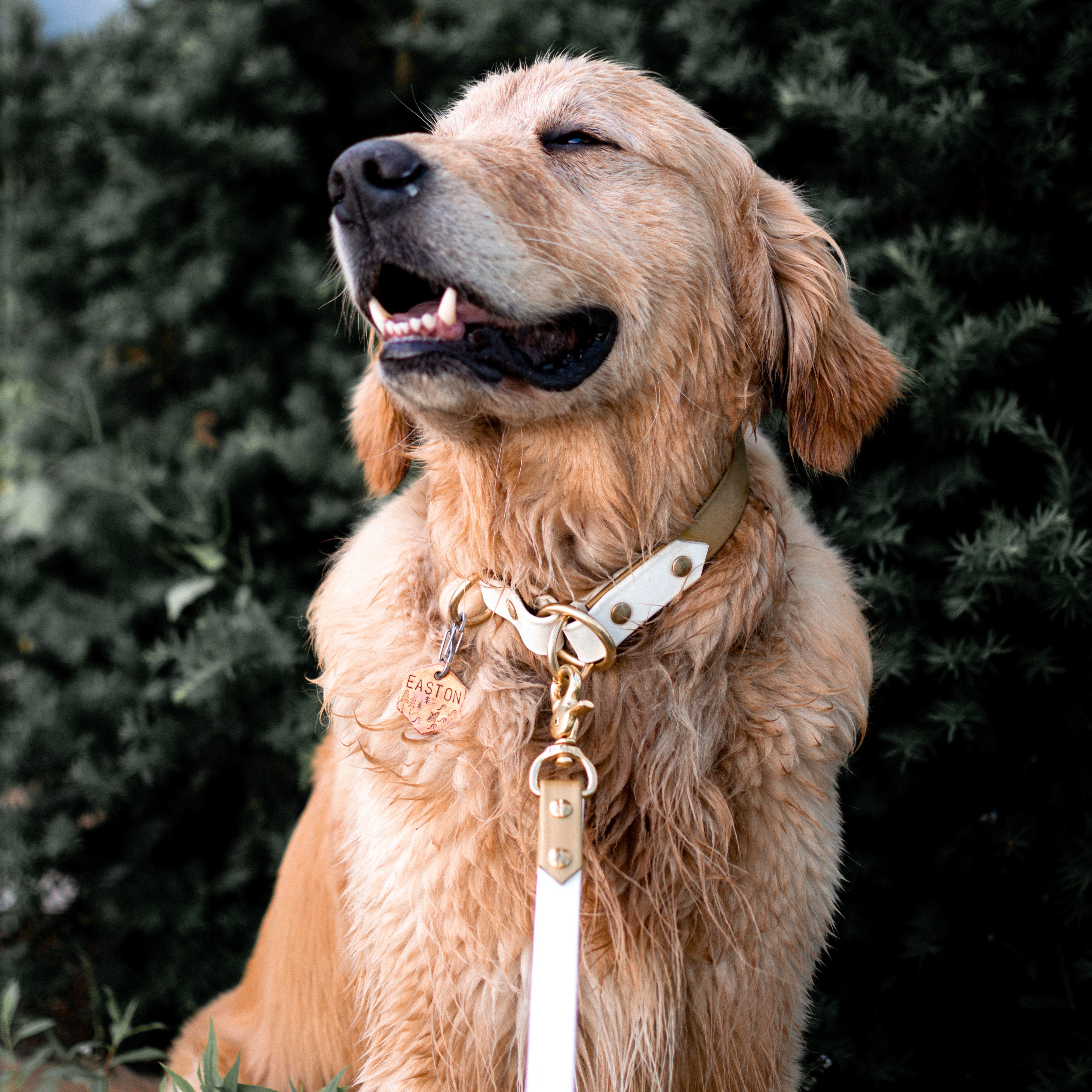 Two Tone Slip Collar and Leash Package