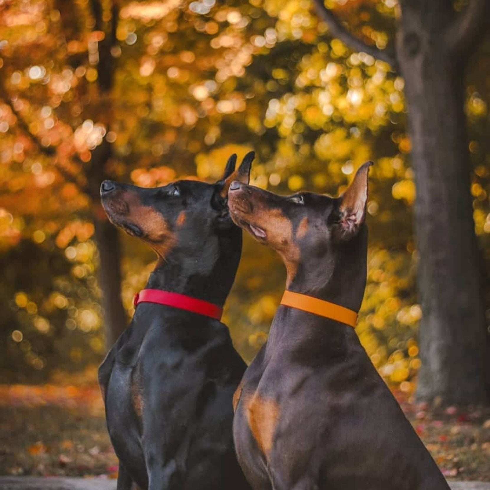 Two Classic Buckle Collars Package