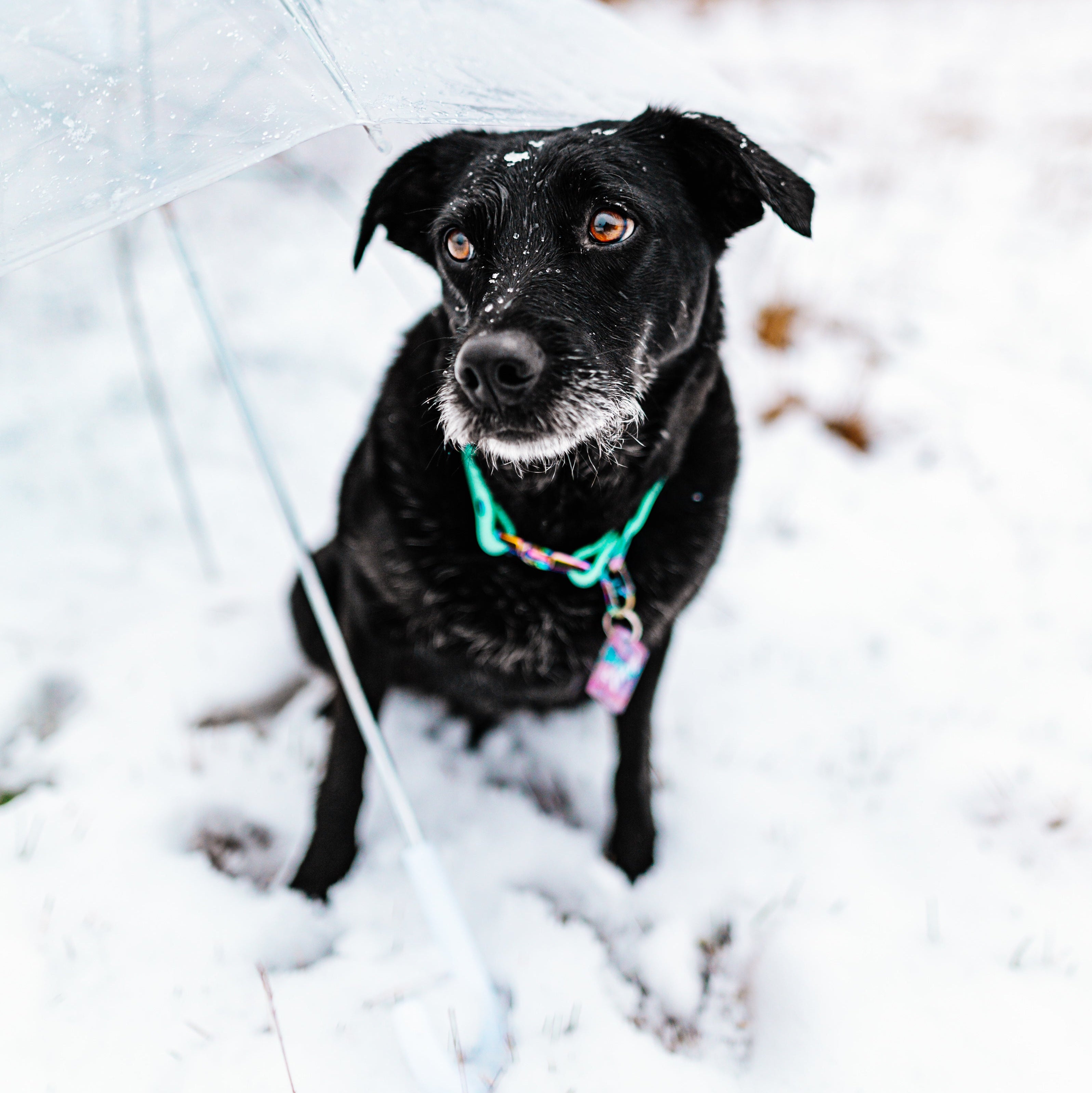 Quick Release Buckle Collar