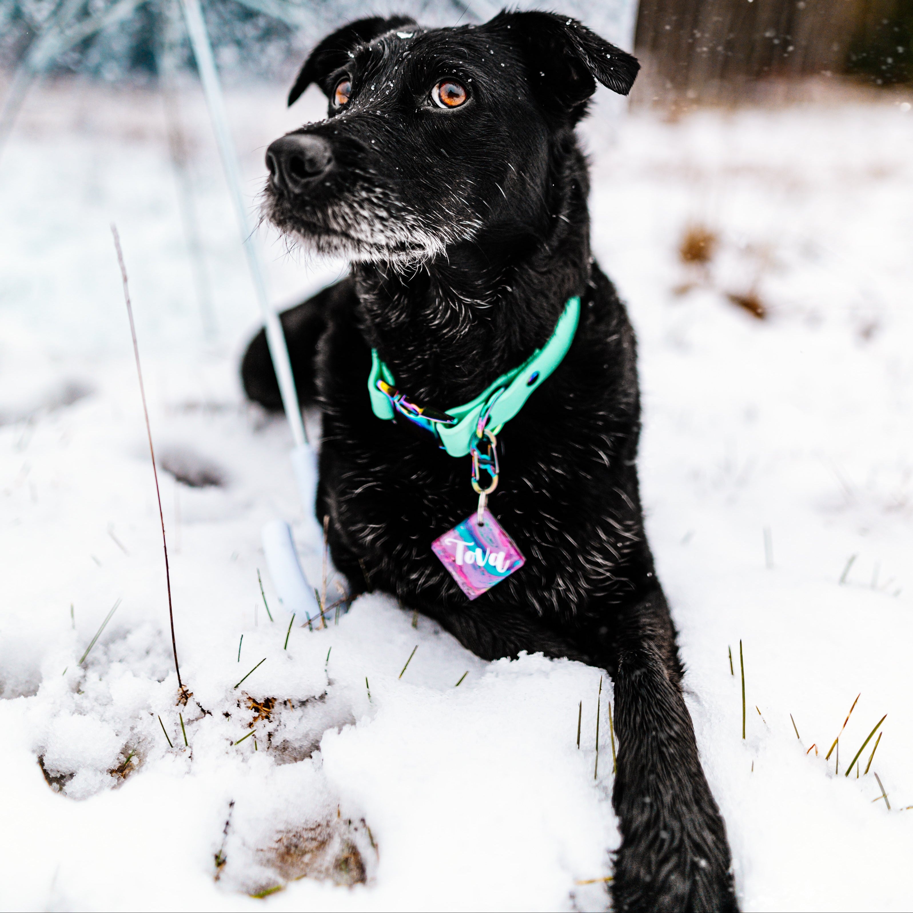 Quick Release Buckle Collar