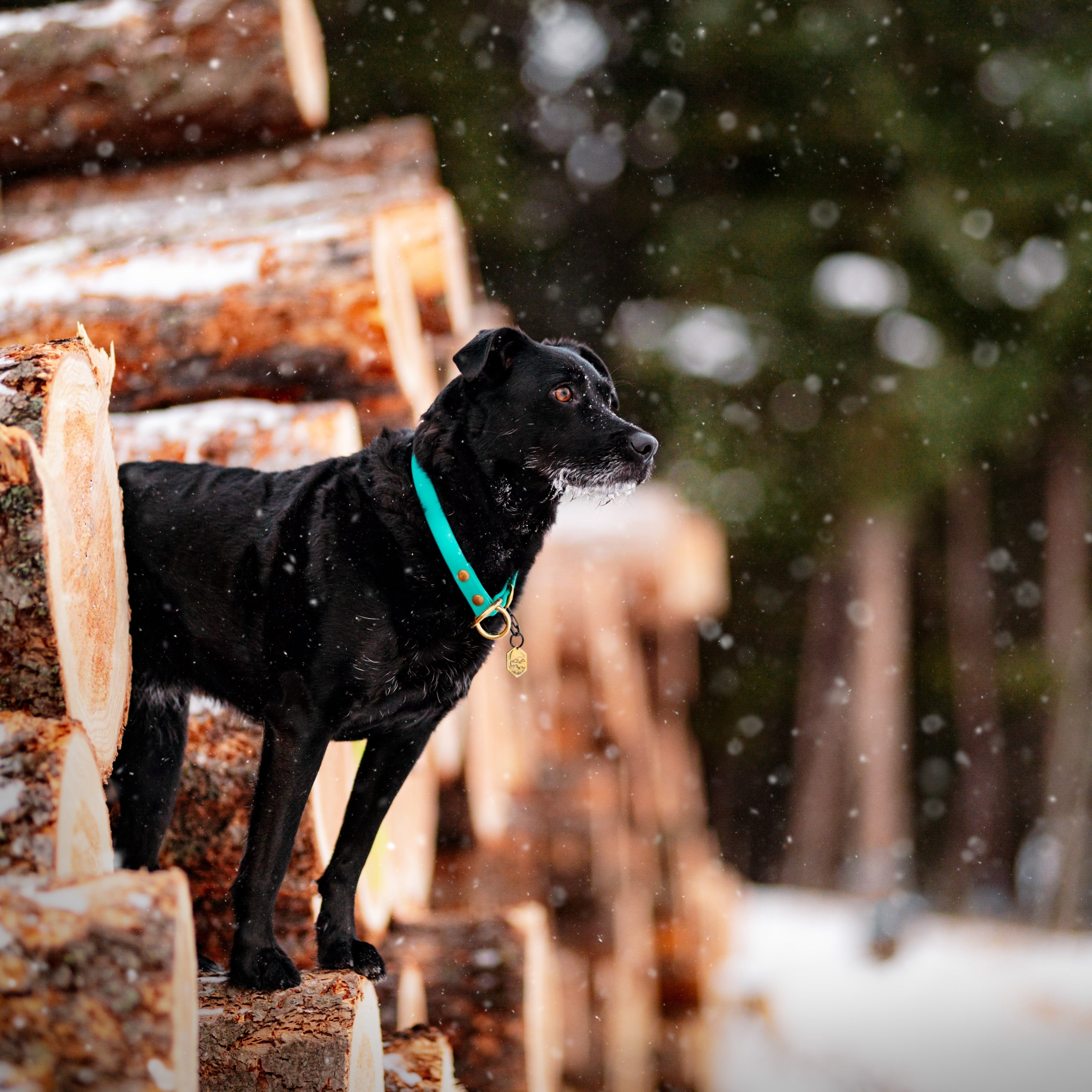 Single Tone Slip Collar