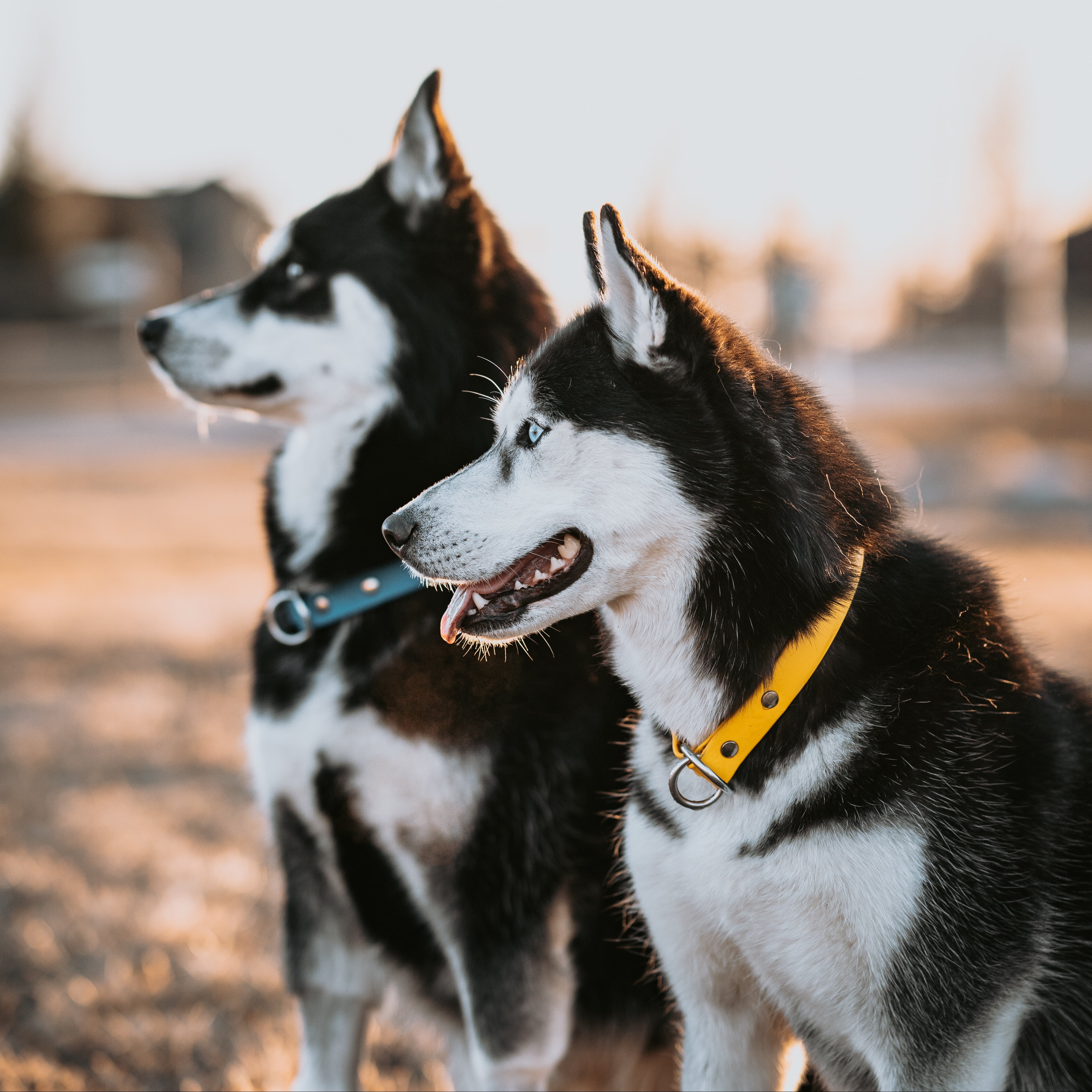 Single Tone Slip Collar