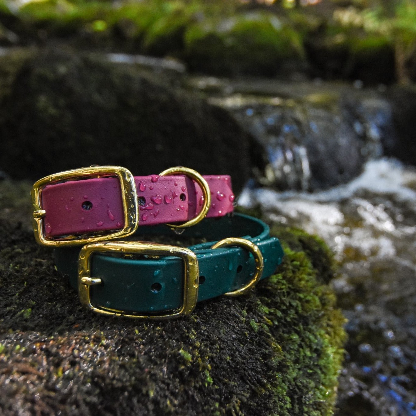 Two Classic Buckle Collars Package