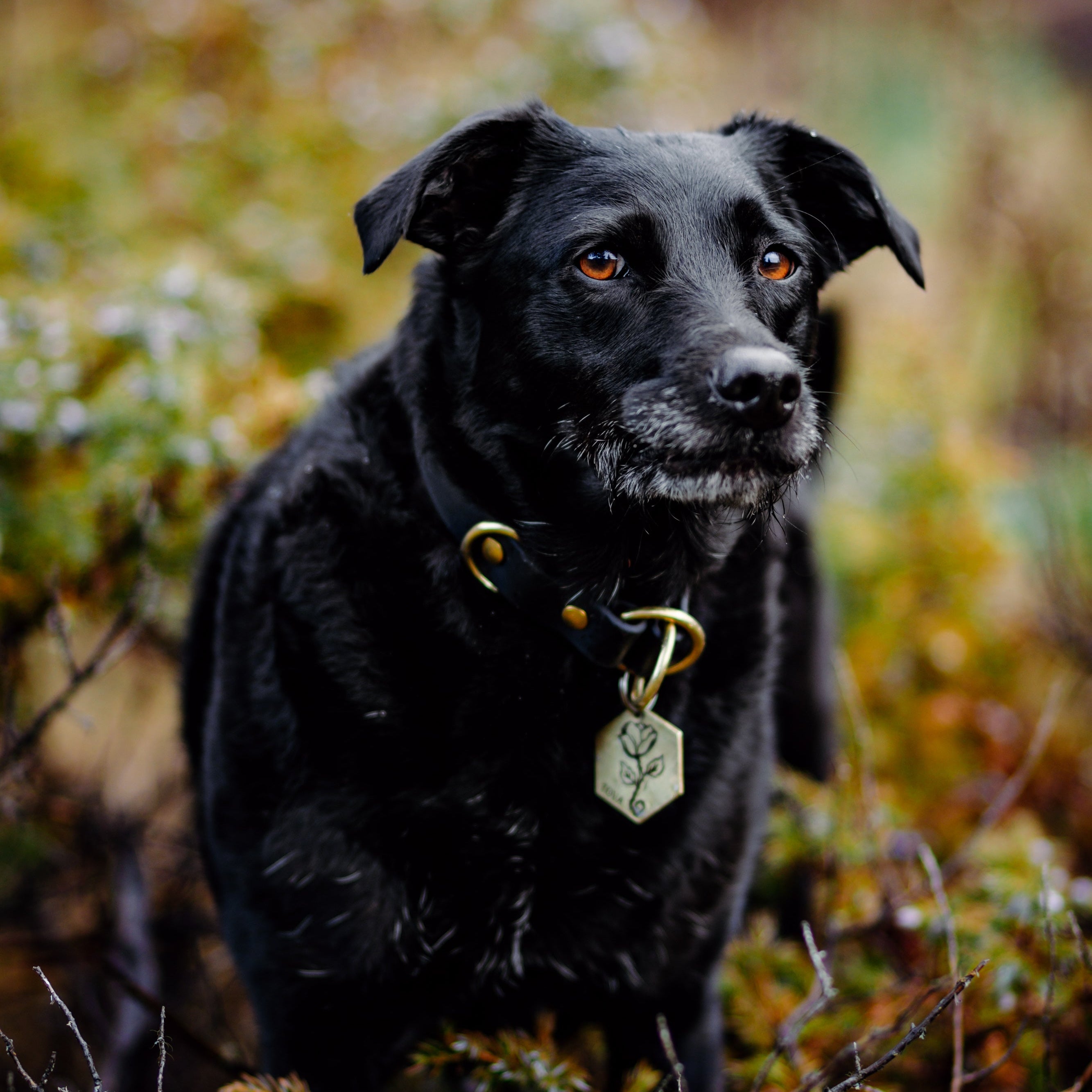 Single Tone Slip Collar