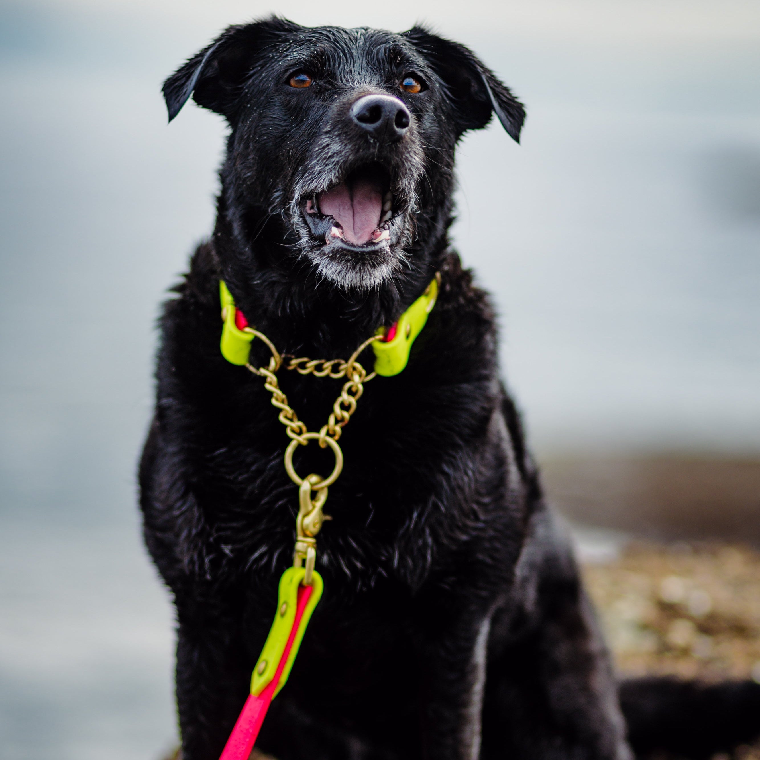 Two Tone Martingale Collar