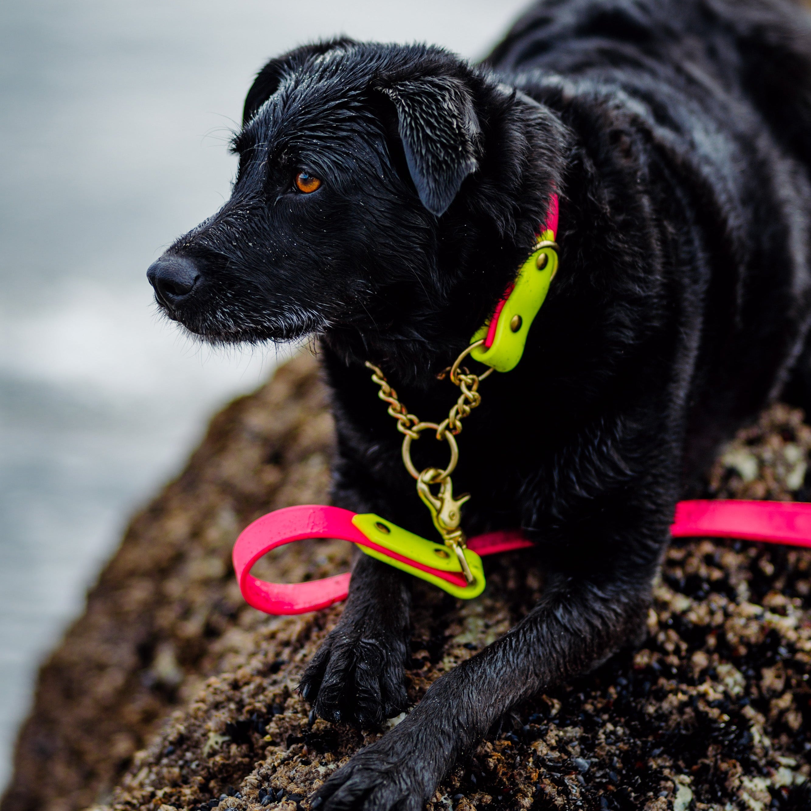 Two Tone Martingale Collar