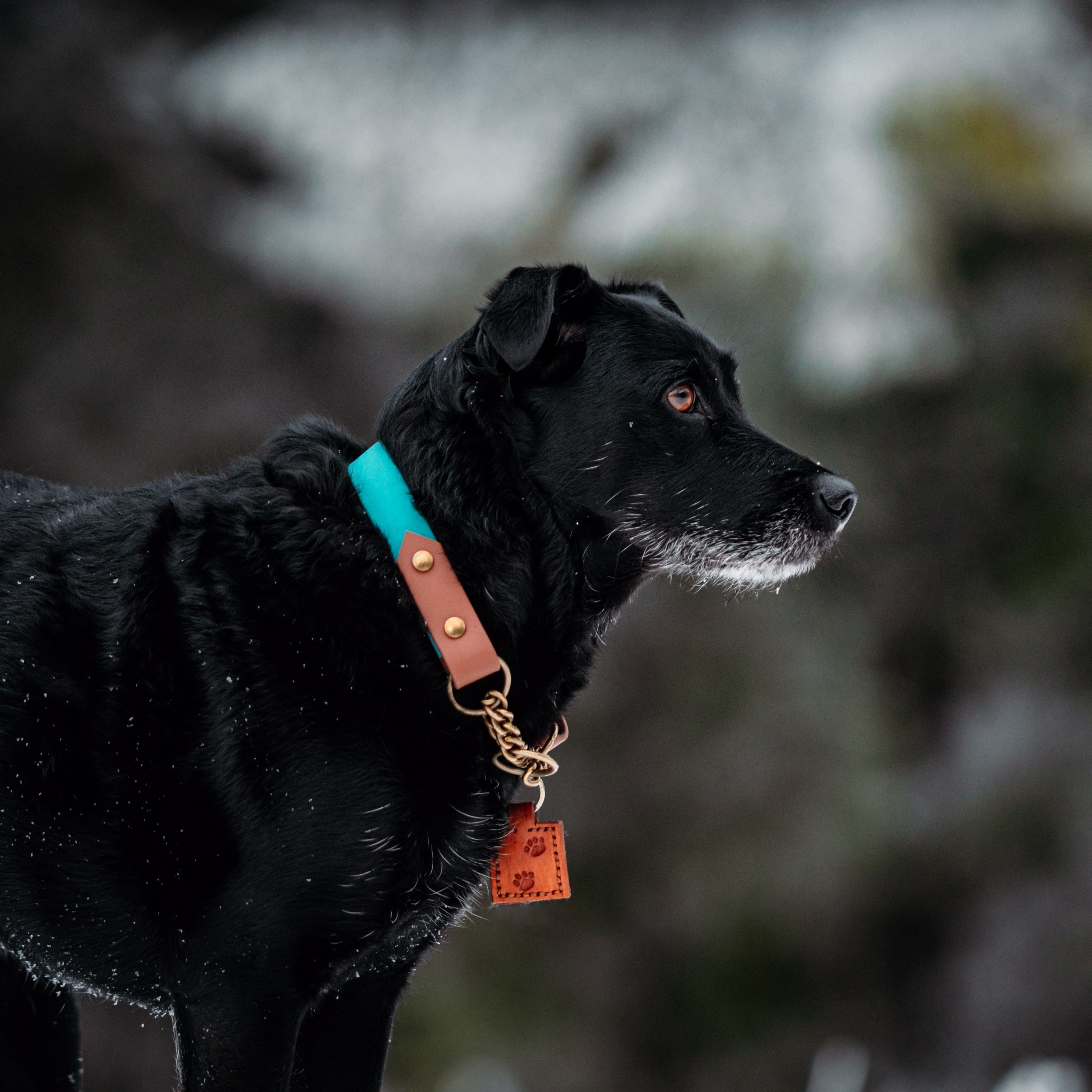 Two Tone Martingale Collar