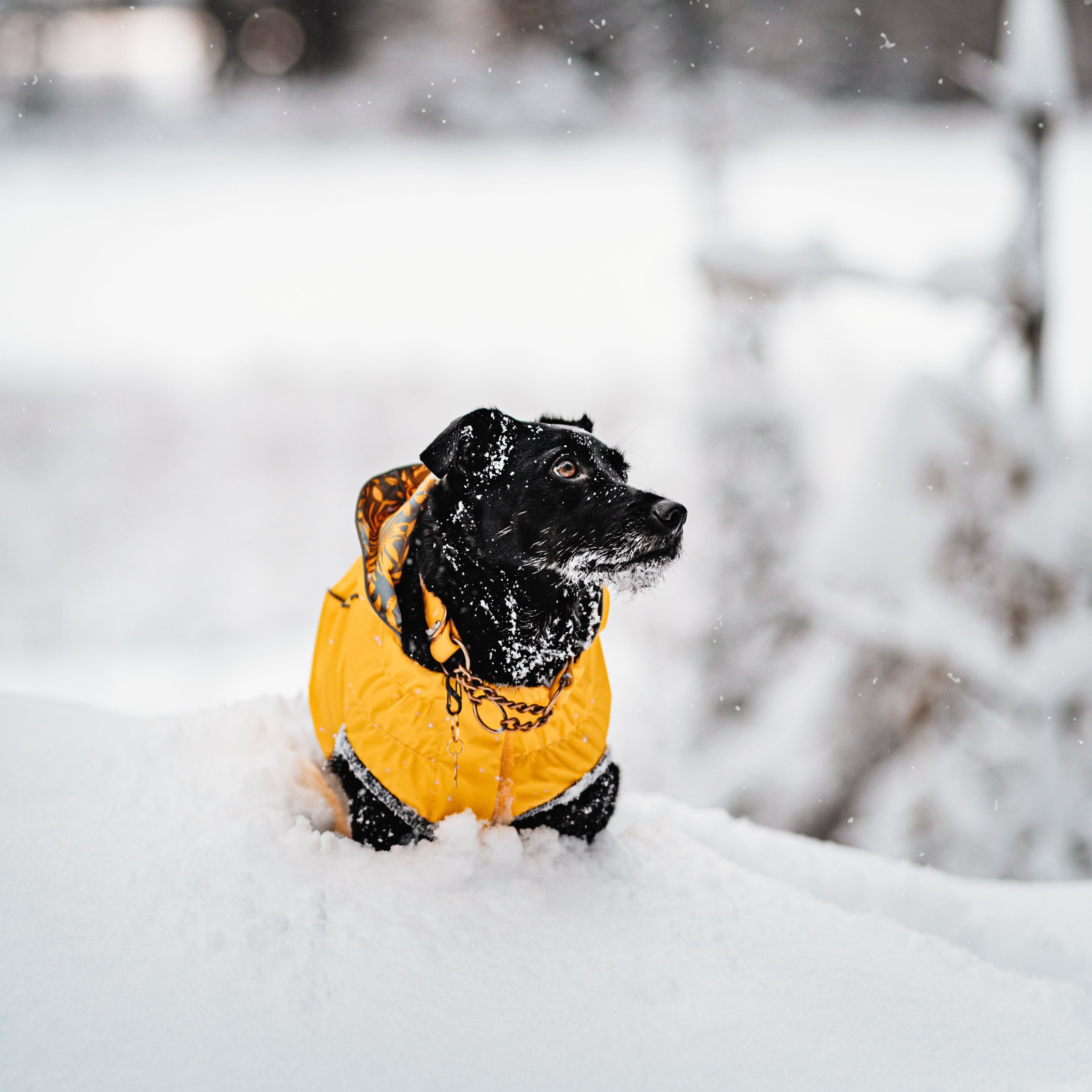 Single Tone Martingale