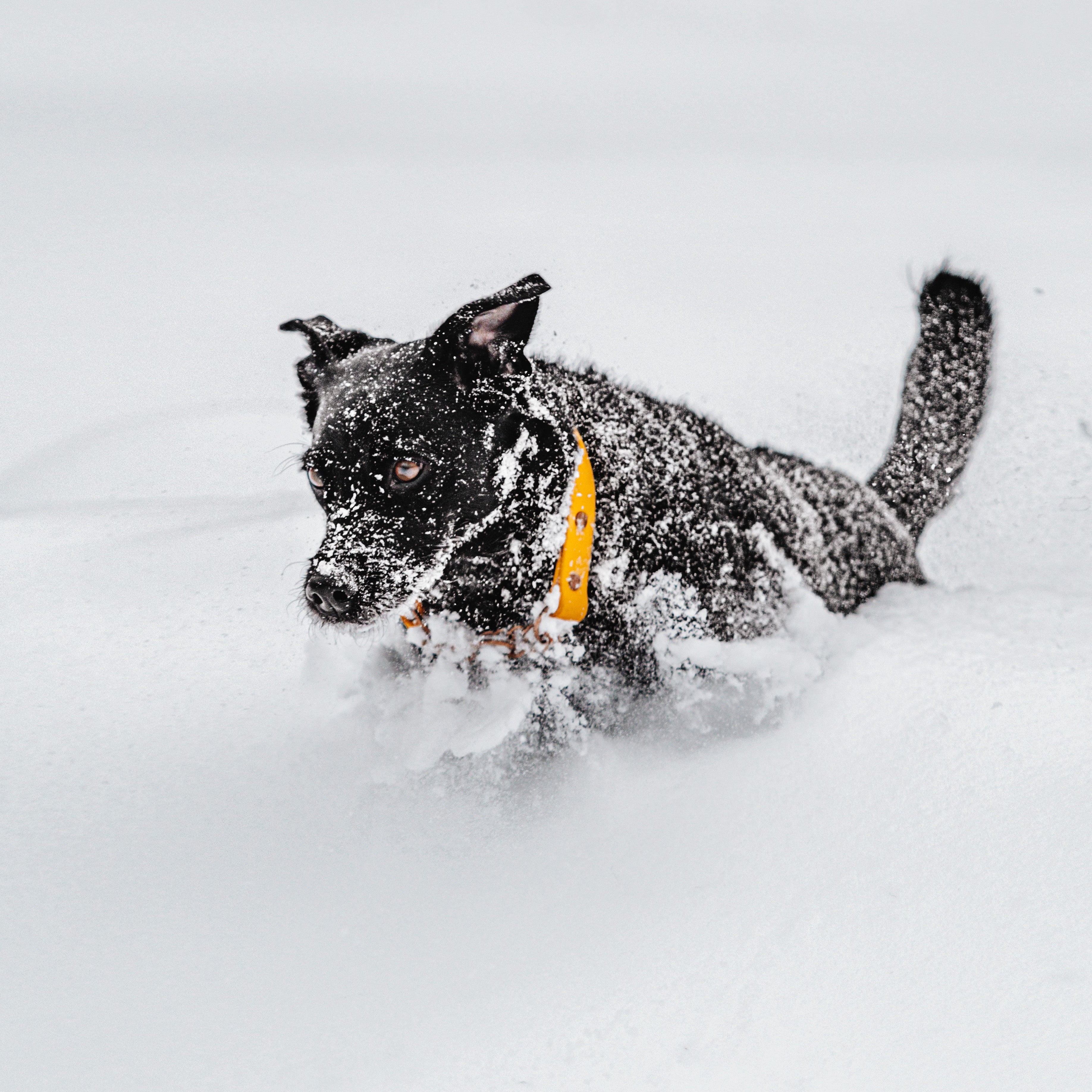 Single Tone Martingale