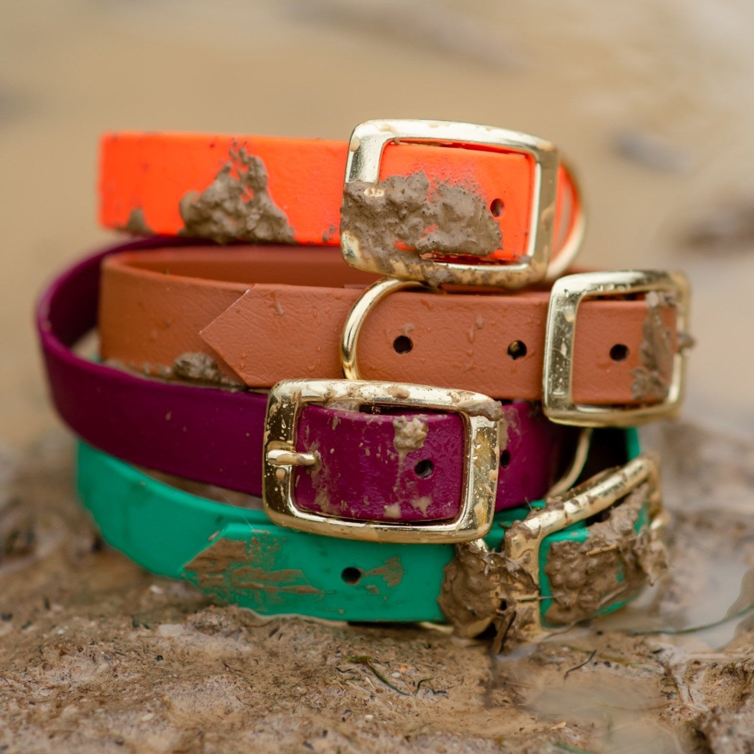 Two Classic Buckle Collars Package