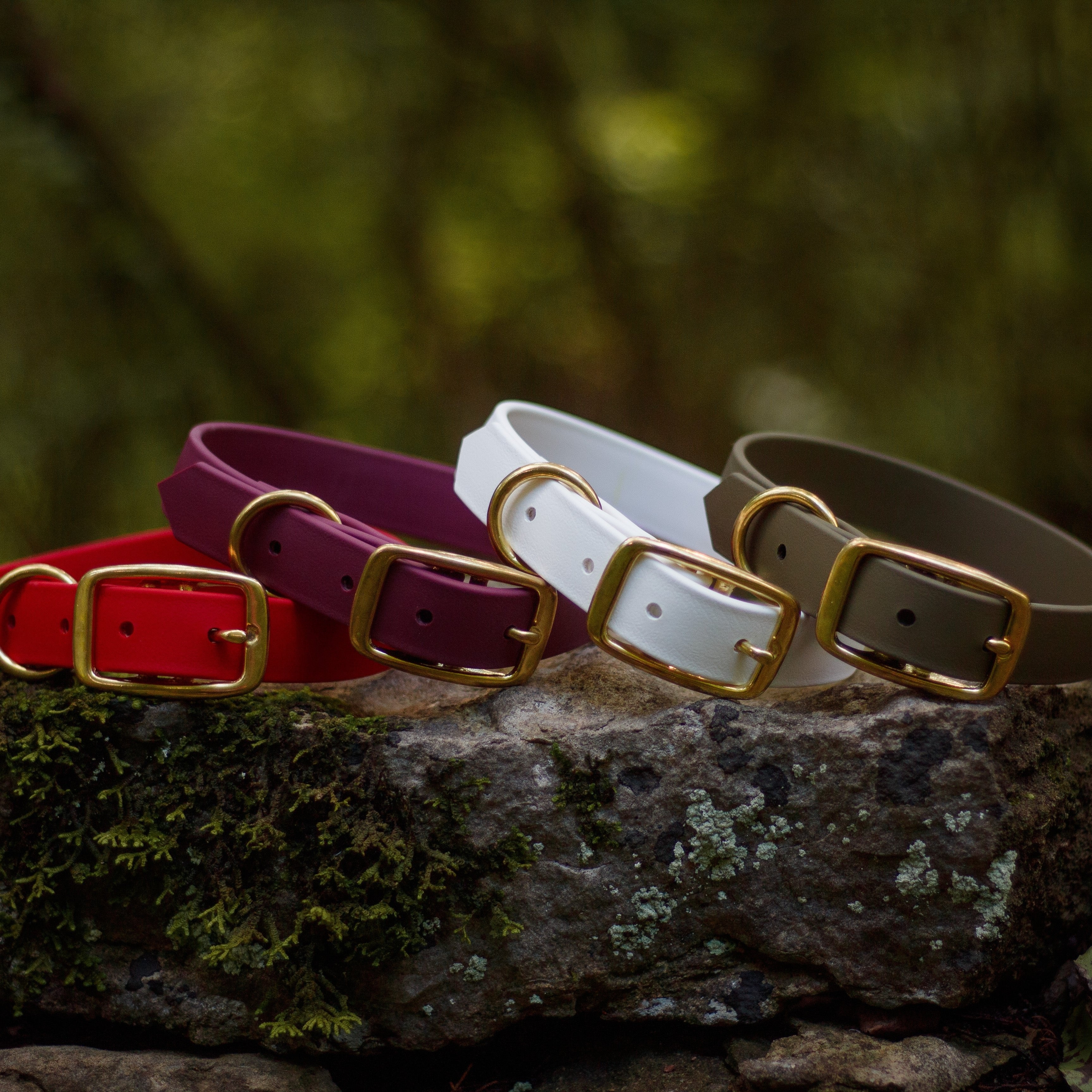 Four Classic Buckle Collar Package