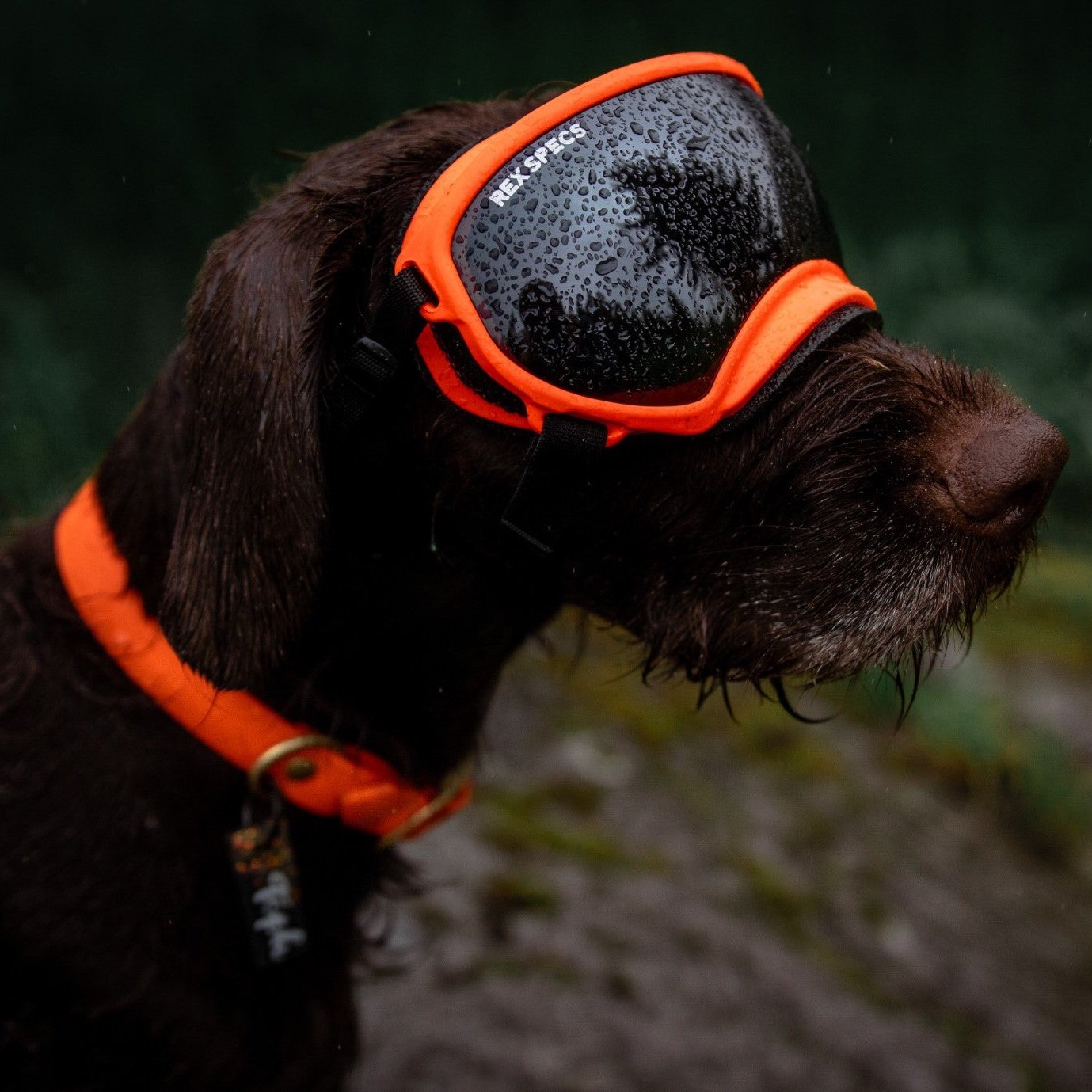 Classic Buckle Collar and Leash Package