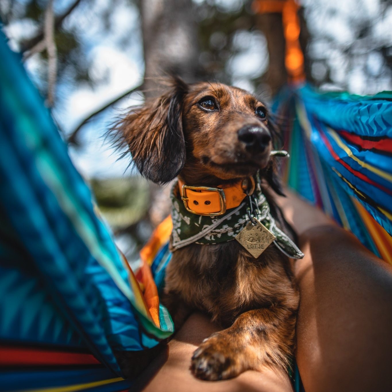 Two Classic Buckle Collars Package