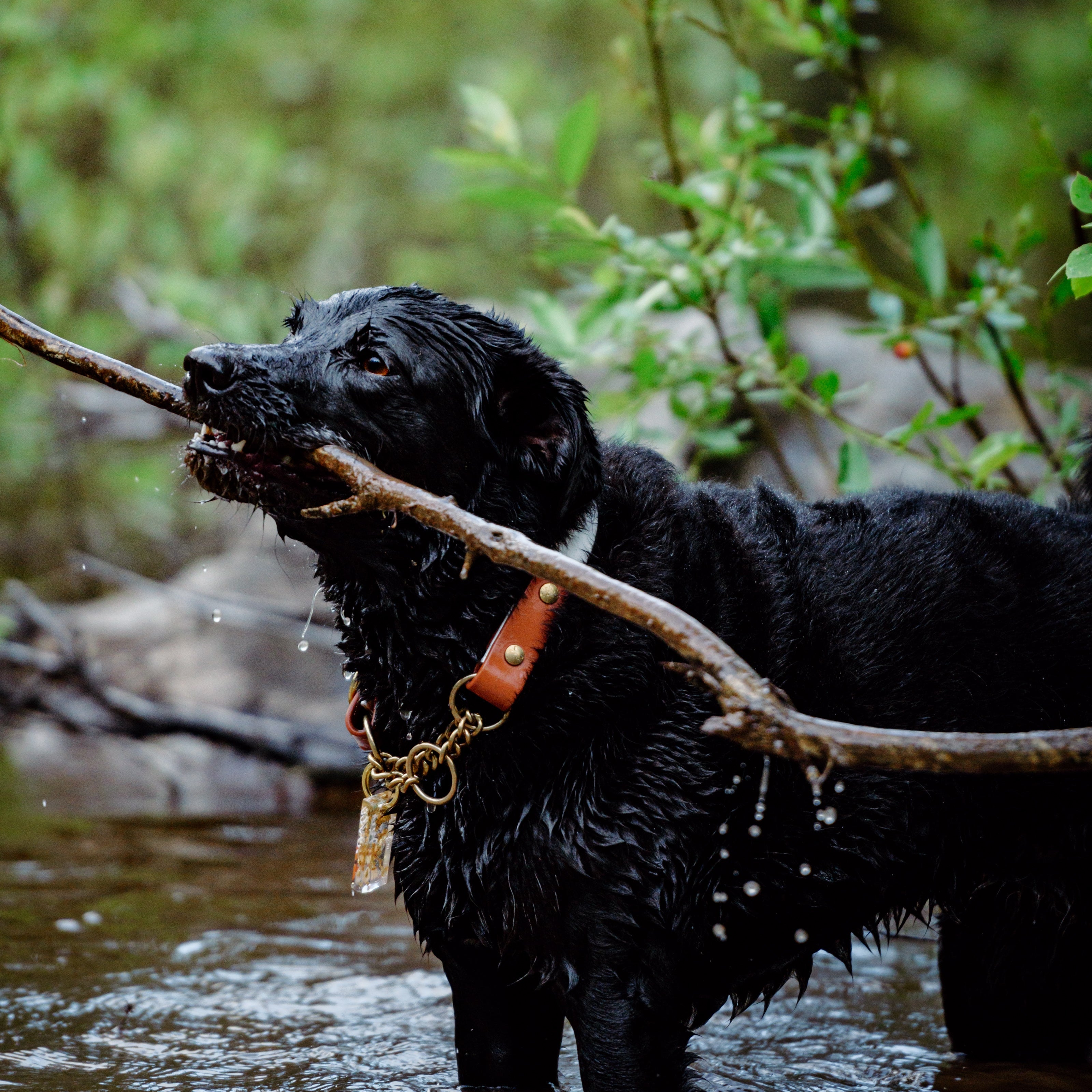 Two Tone Martingale Collar