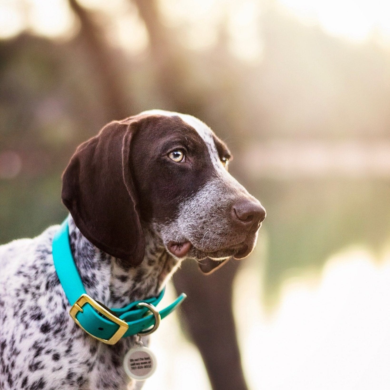 Two Classic Buckle Collars Package