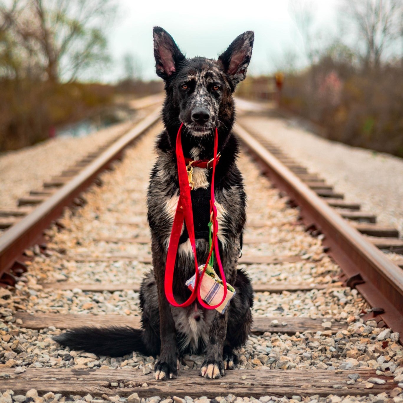 Classic Buckle Collar and Leash Package