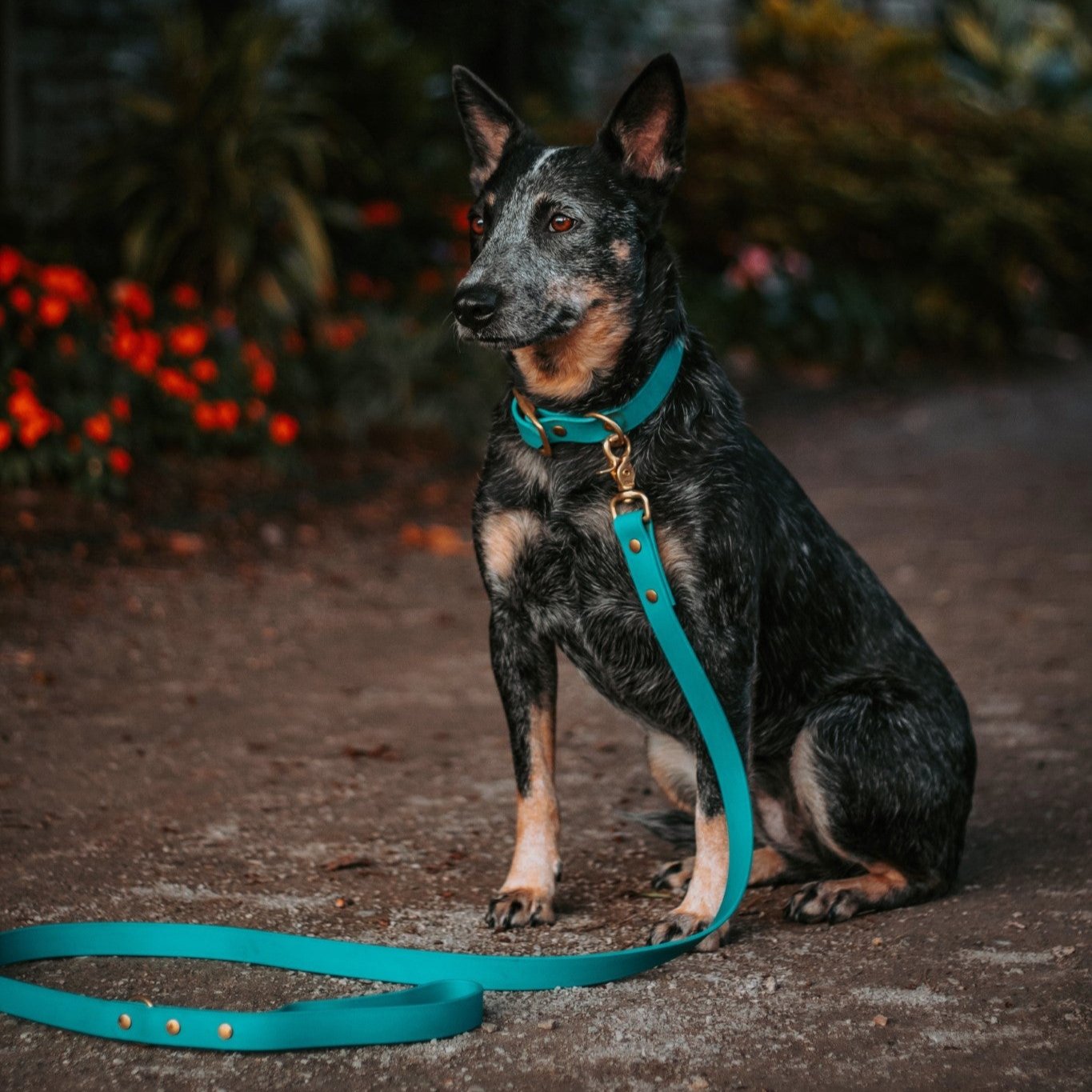 Classic Buckle Collar and Leash Package