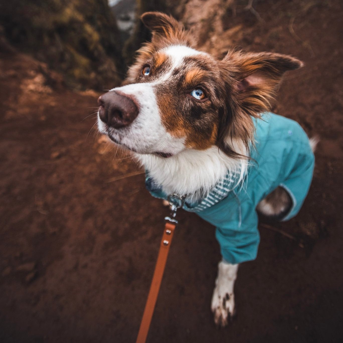 Classic Buckle Collar and Leash Package