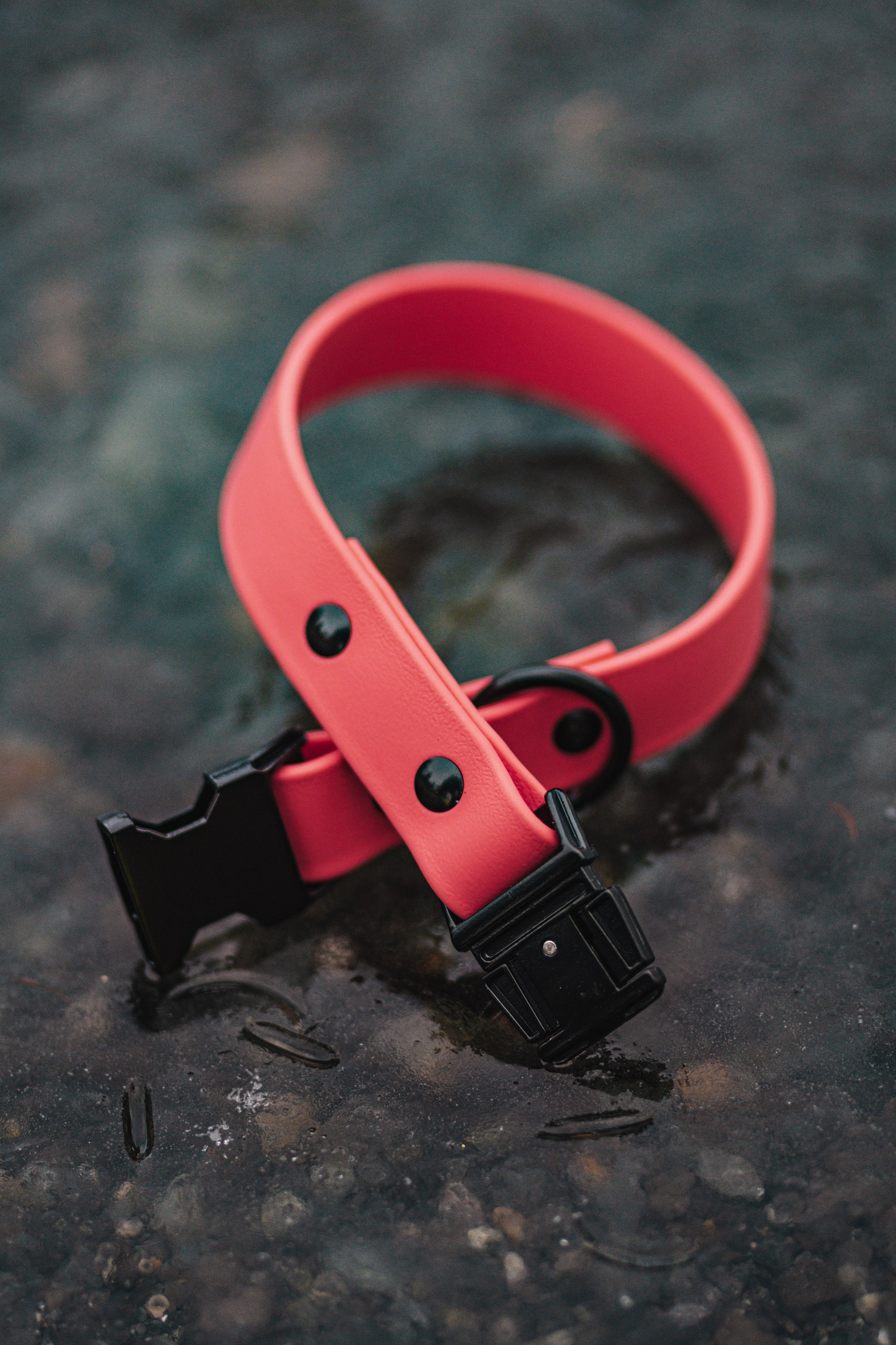 Quick Release Buckle Dog Collar